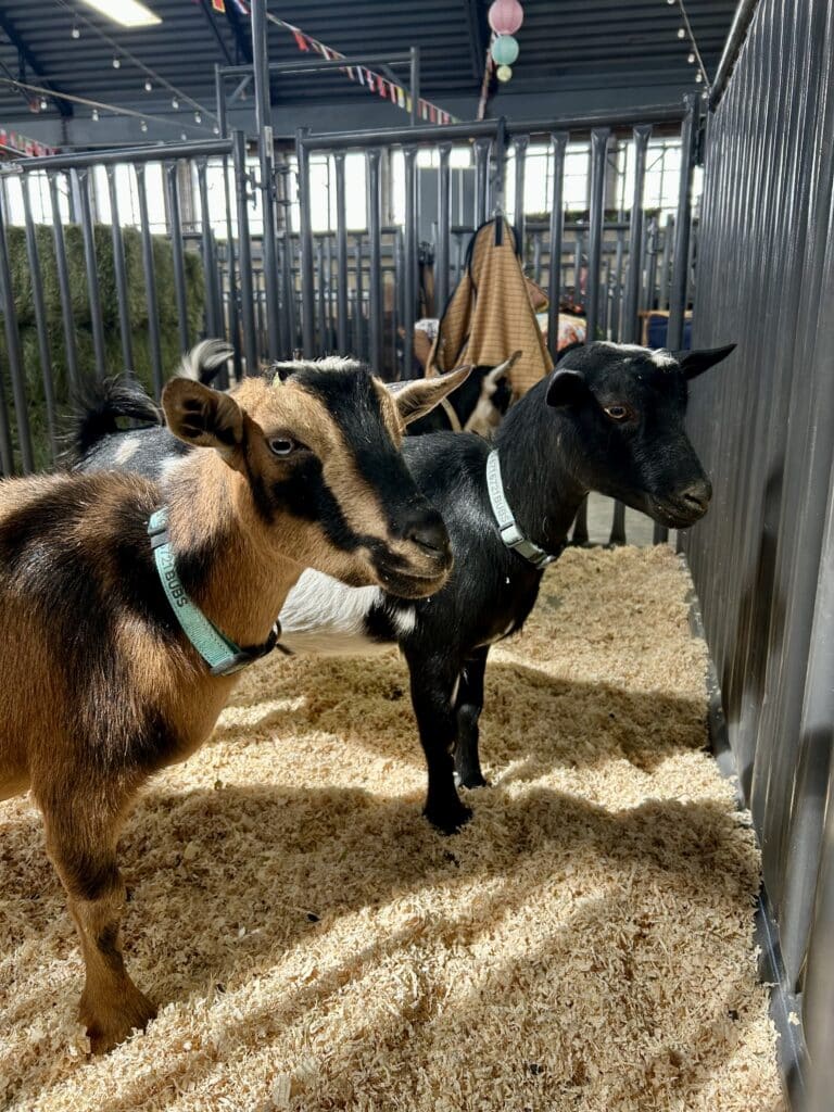 A tan and black goat and a black and white goat give side-eye in a pen