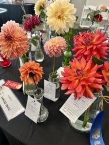 A dahlia exhibit with orange and pink flowers