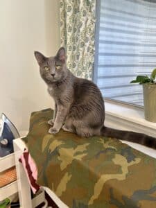 A gray cat on an ironing board, impeding progress