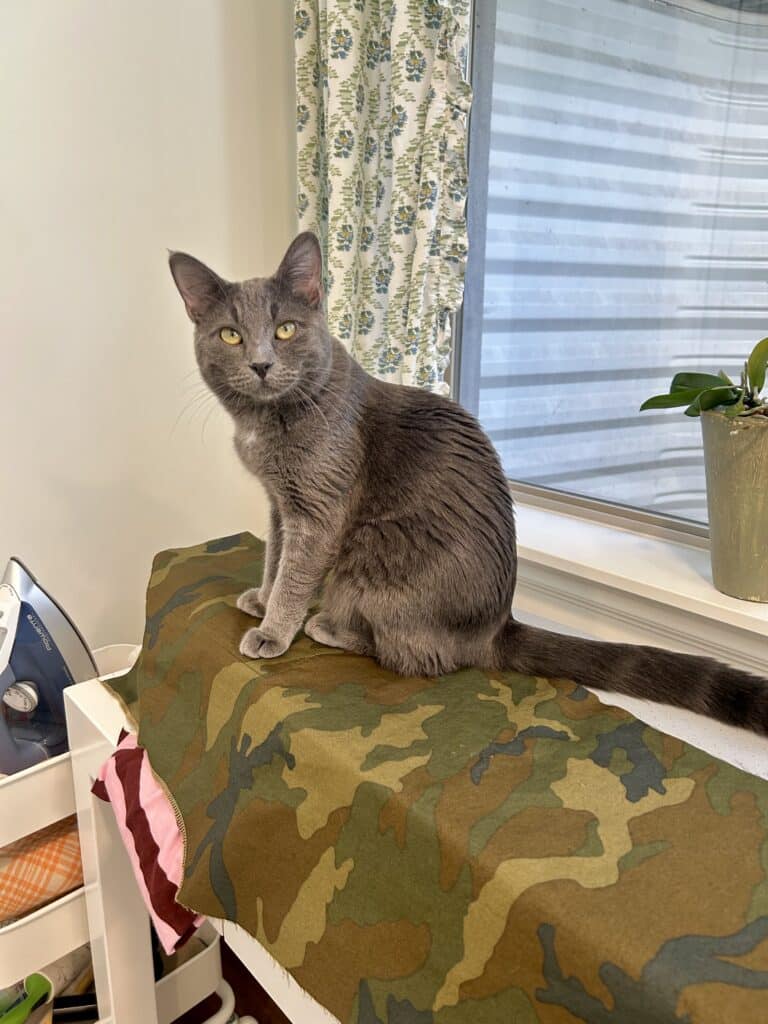 A gray cat on an ironing board, impeding progress