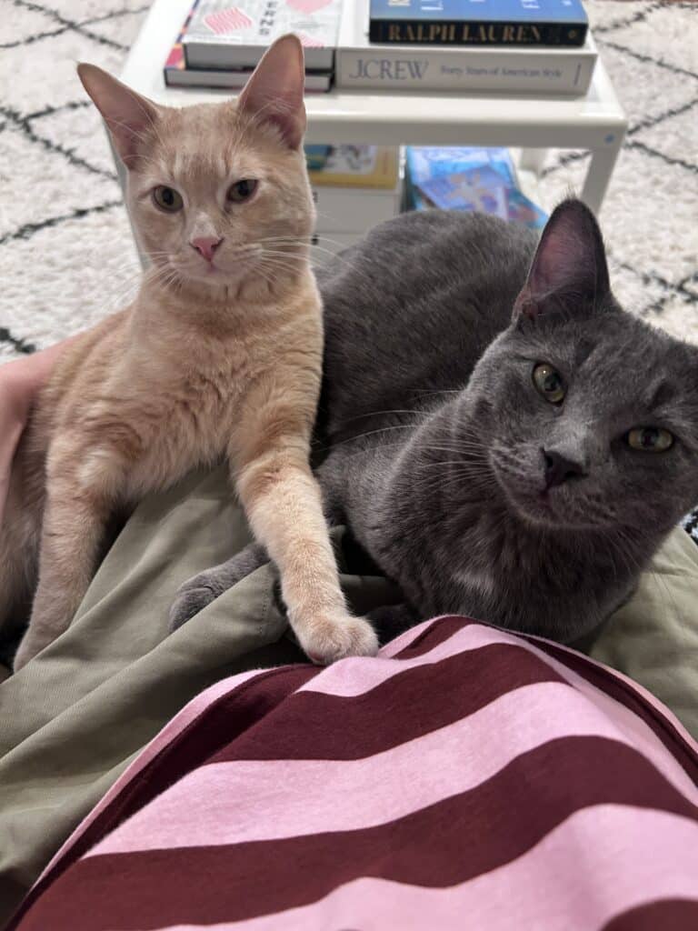 Two cats cuddled up on a lady's lap.