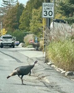 A wild turkey walks across a road in front of a speed limit sign