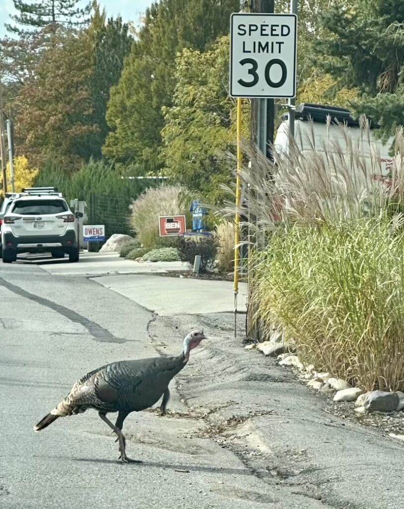 A wild turkey walks across a road in front of a speed limit sign