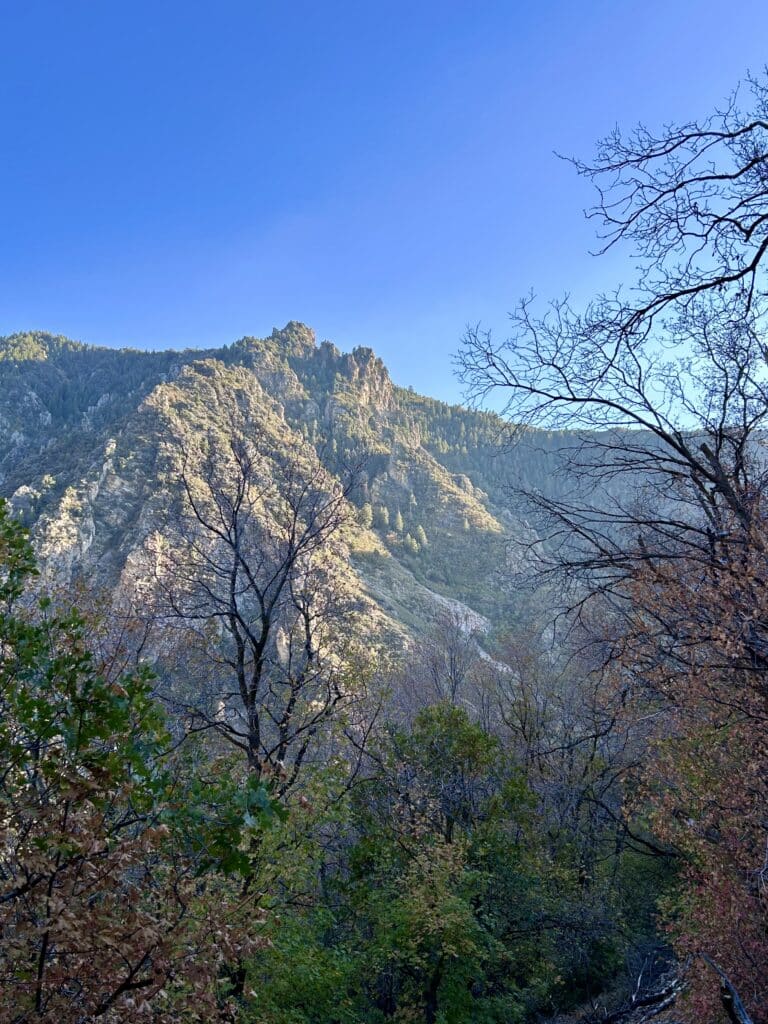 Late afternoon light on the side of a mountain, see through bare trees