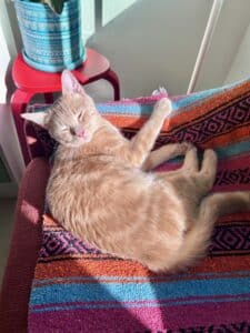 A little orange cat curled on the edge of a sofa in the sun