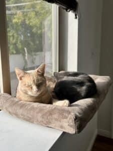 An orange cat and a gray cat in a sunny windowsill, asleep