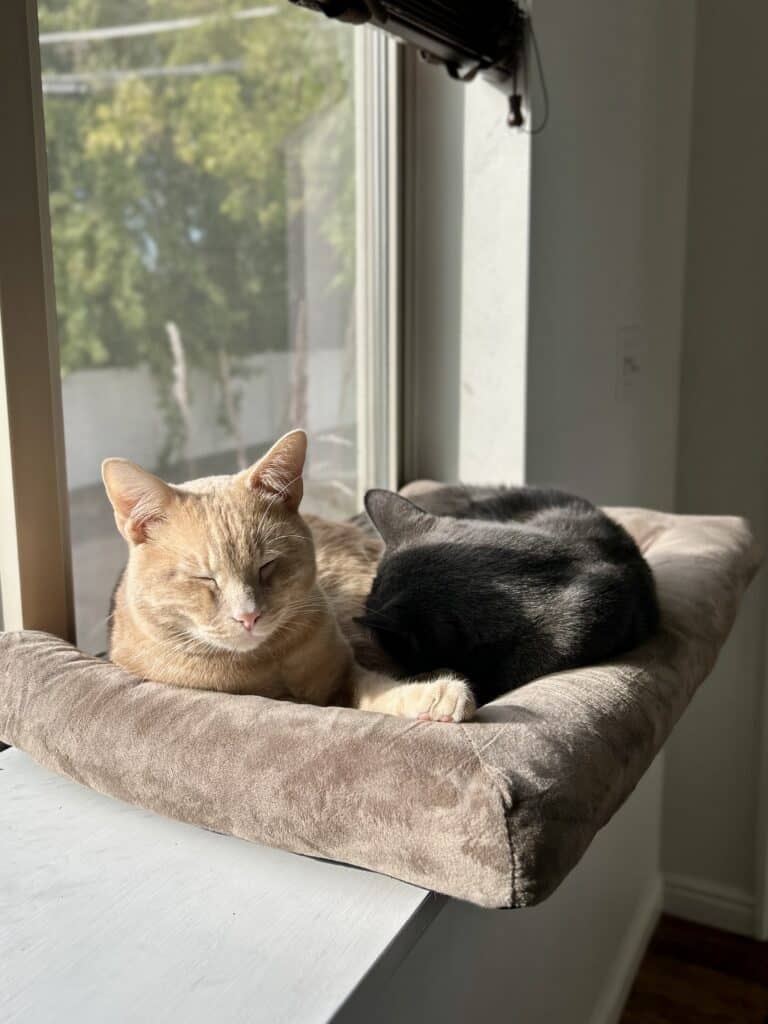An orange cat and a gray cat in a sunny windowsill, asleep 
