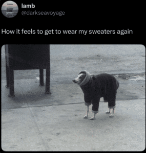 A whippet in a sweater with the caption How it feels to get to wear my sweaters again