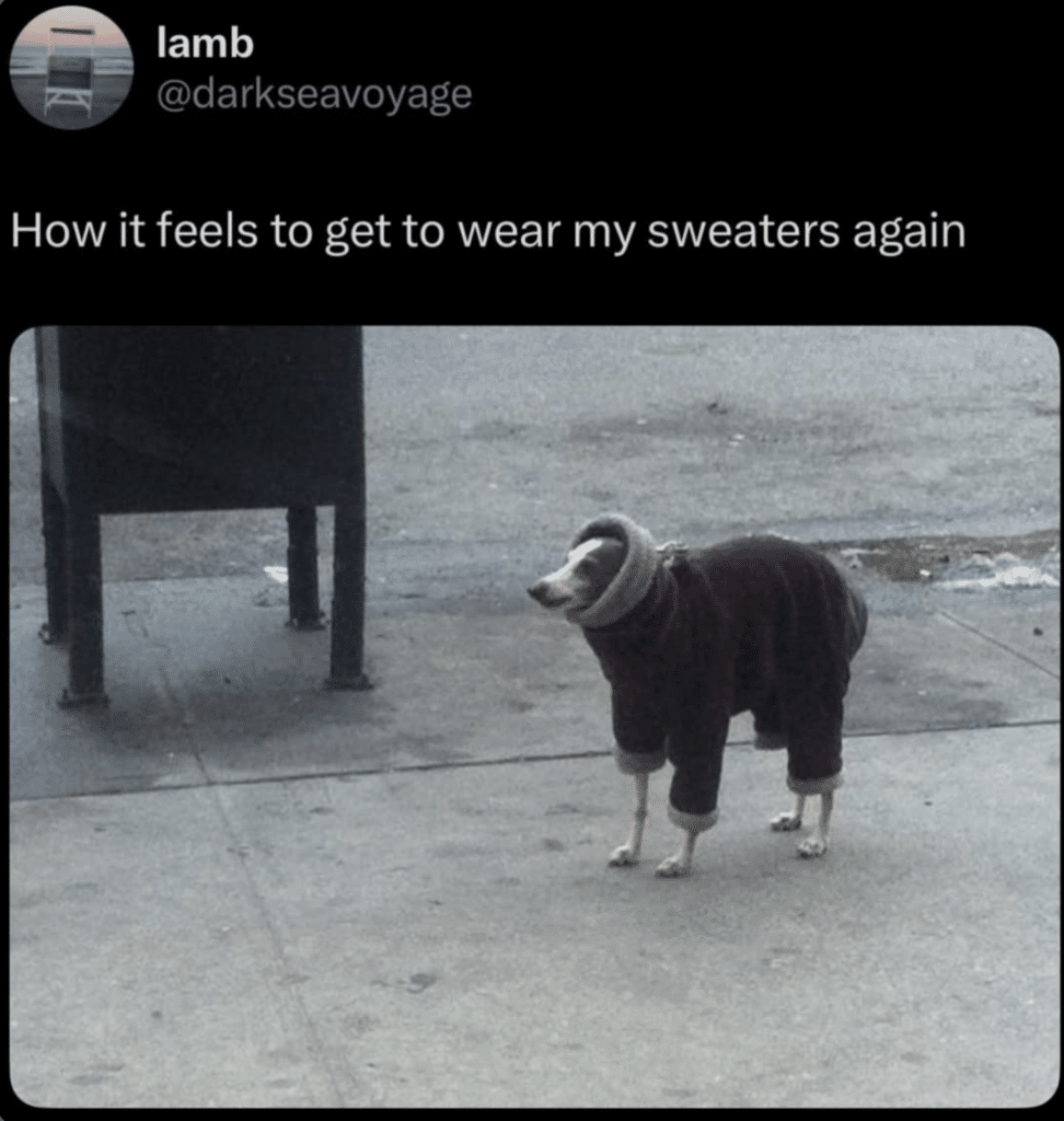 A whippet in a sweater with the caption How it feels to get to wear my sweaters again